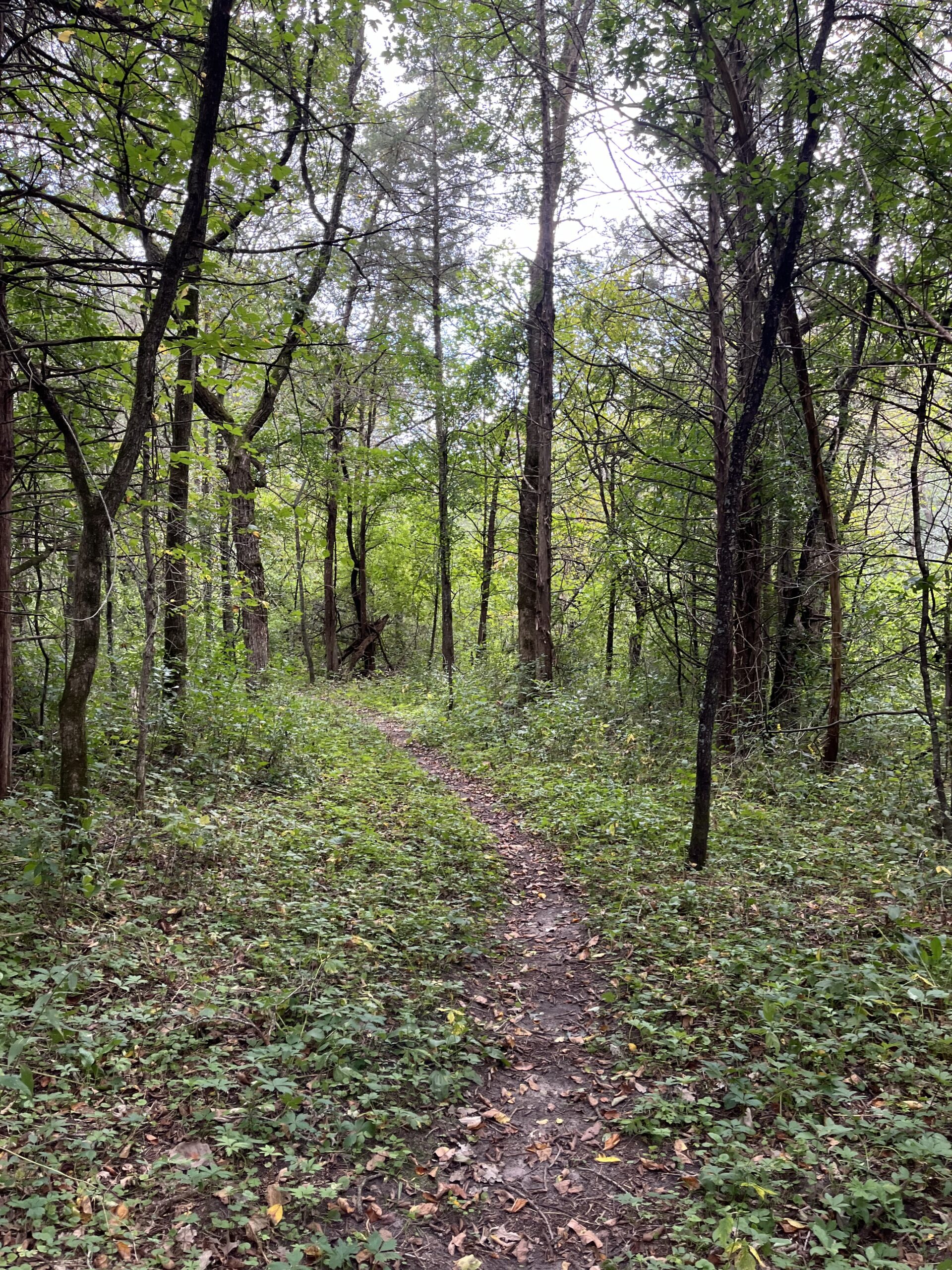 River Falls school and community forest