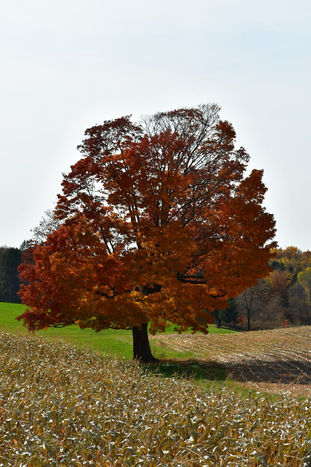 Activities using trees